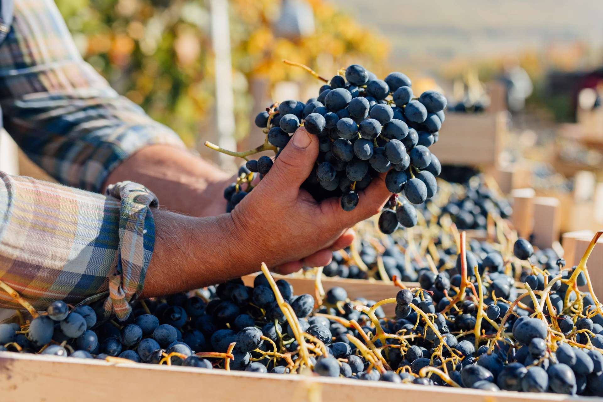 Bužak wine fest