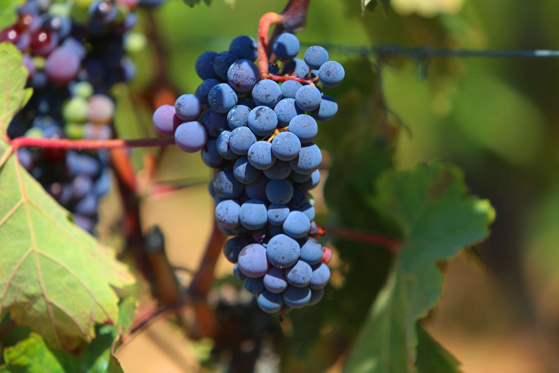 Bužak wine fest