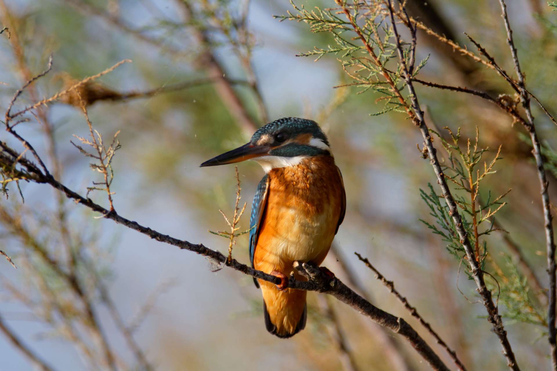 Birdwatching festival