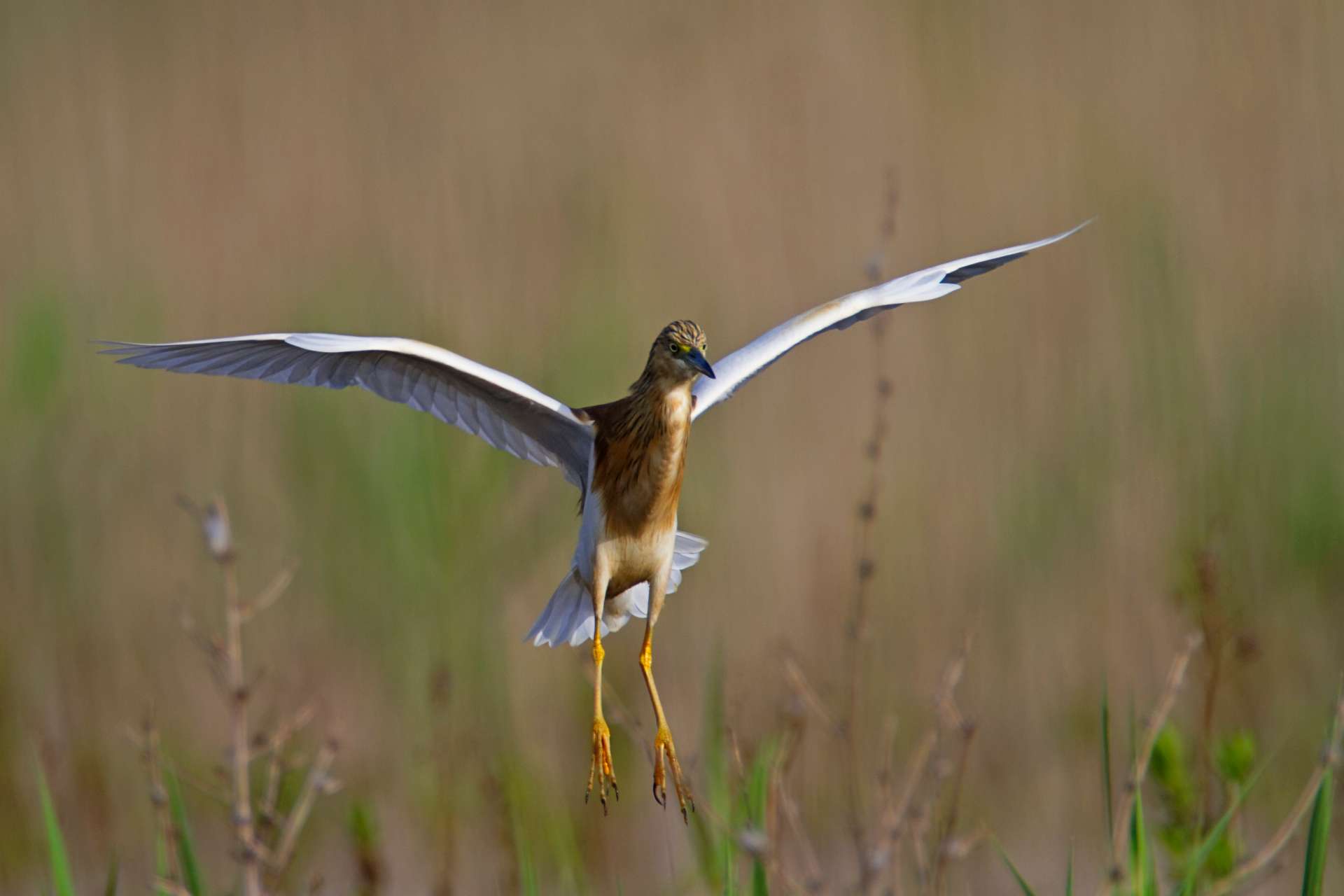 Birdwatching festival