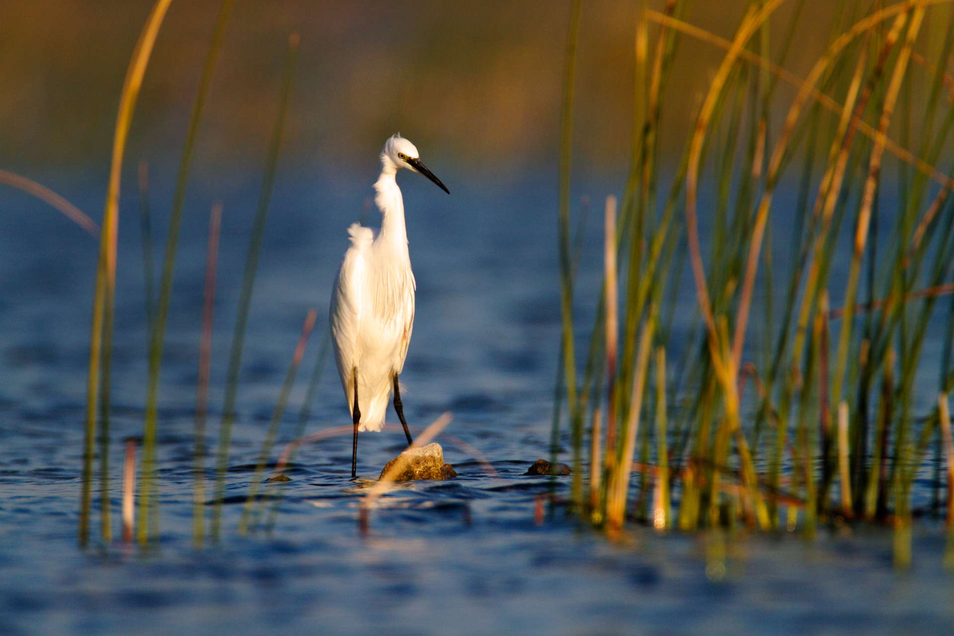 Birdwatching festival