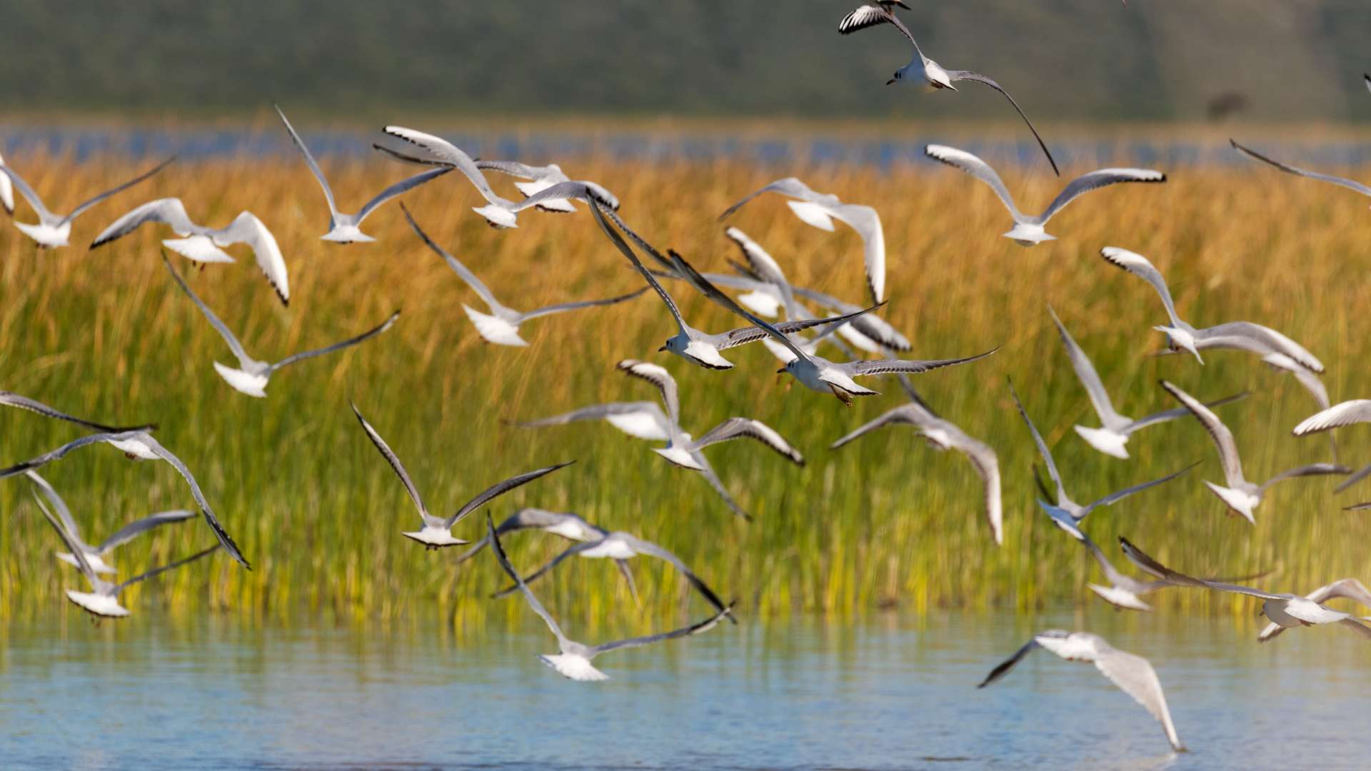 Birdwatching festival