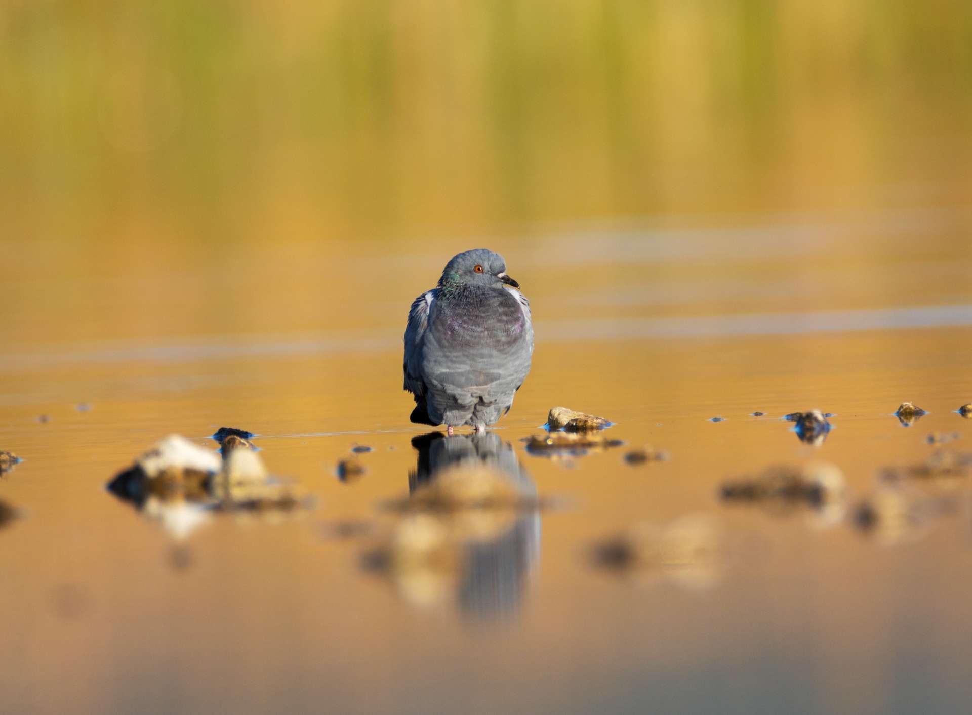 Birdwatching festival