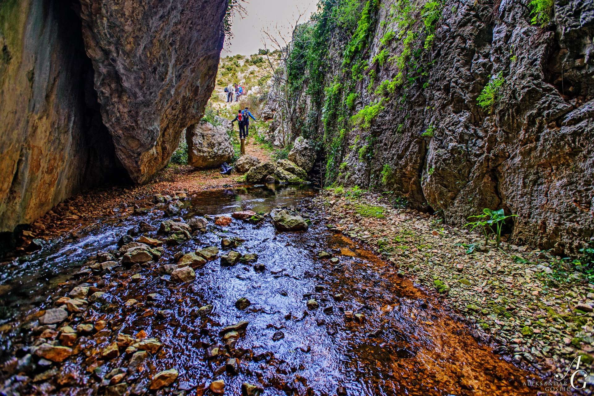 Vrana