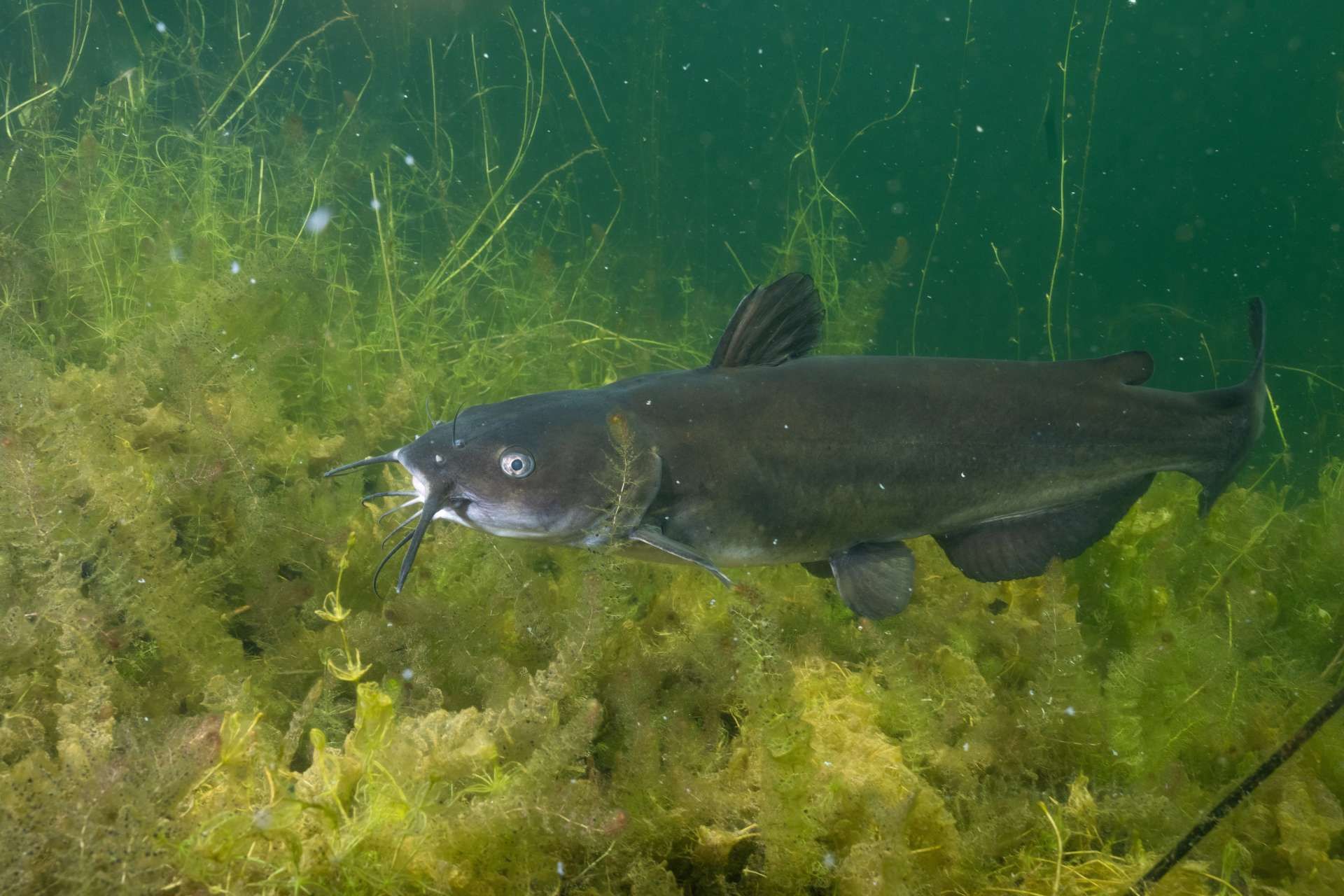 Vransko jezero