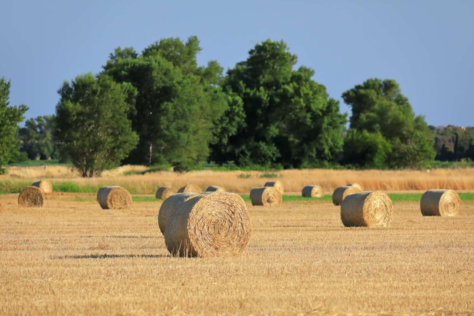 U pratnji vodiča vranskim poljima 