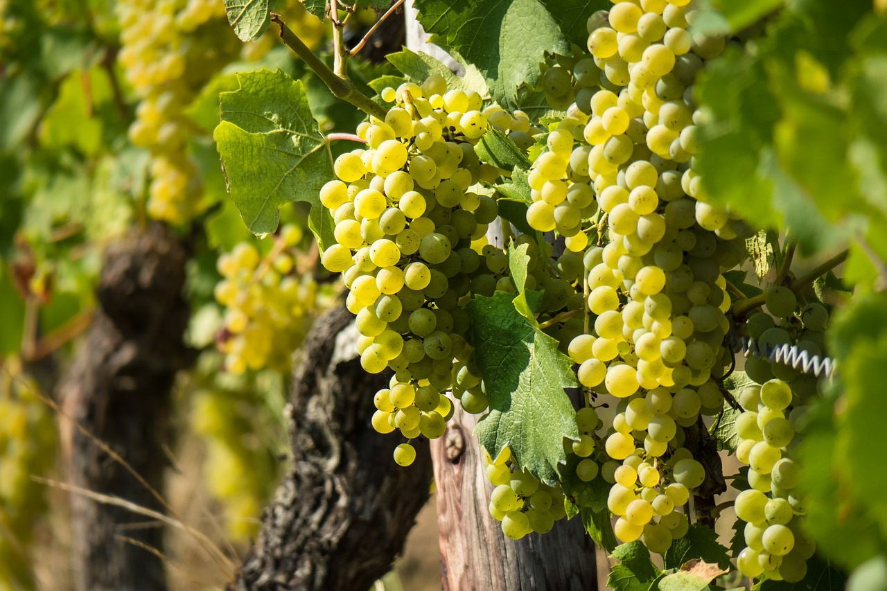Vinogradarstvo