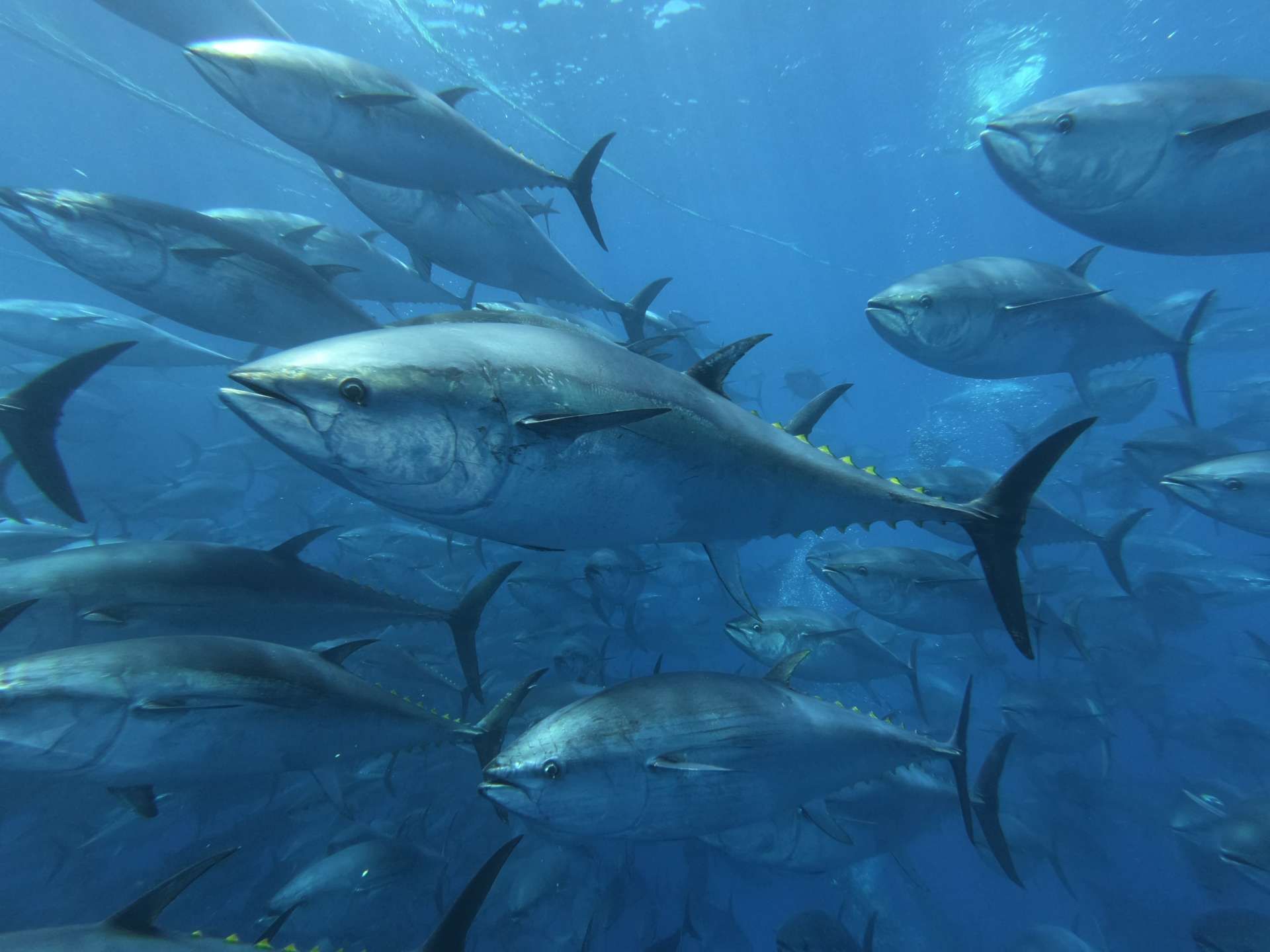 Tuna